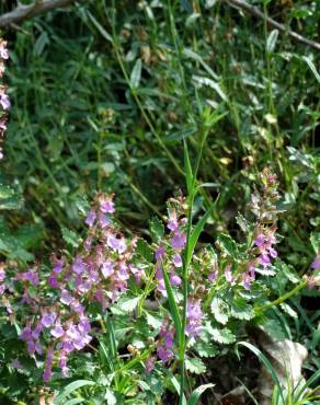 Fotografia 6 da espécie Teucrium chamaedrys no Jardim Botânico UTAD