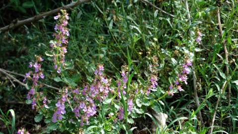 Fotografia da espécie Teucrium chamaedrys