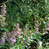 Fotografia 6 da espécie Teucrium chamaedrys do Jardim Botânico UTAD