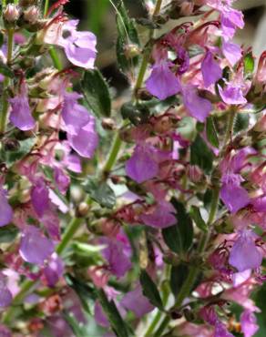 Fotografia 7 da espécie Teucrium chamaedrys no Jardim Botânico UTAD