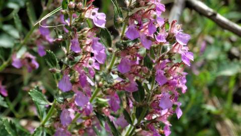 Fotografia da espécie Teucrium chamaedrys