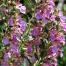 Fotografia 7 da espécie Teucrium chamaedrys do Jardim Botânico UTAD