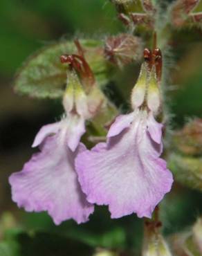 Fotografia 8 da espécie Teucrium chamaedrys no Jardim Botânico UTAD