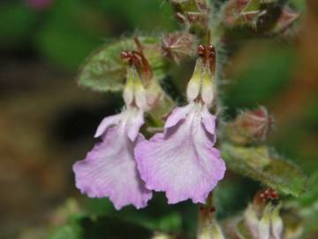 Fotografia da espécie Teucrium chamaedrys