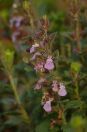 Fotografia da espécie Teucrium chamaedrys