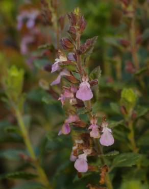 Fotografia 9 da espécie Teucrium chamaedrys no Jardim Botânico UTAD