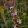 Fotografia 9 da espécie Teucrium chamaedrys do Jardim Botânico UTAD