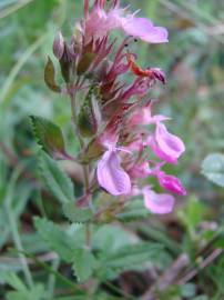 Fotografia da espécie Teucrium chamaedrys