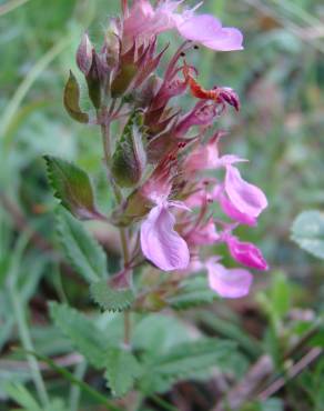 Fotografia 10 da espécie Teucrium chamaedrys no Jardim Botânico UTAD