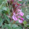 Fotografia 10 da espécie Teucrium chamaedrys do Jardim Botânico UTAD