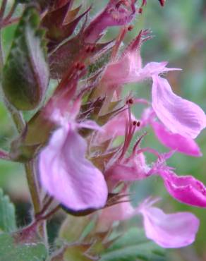 Fotografia 11 da espécie Teucrium chamaedrys no Jardim Botânico UTAD