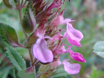 Fotografia da espécie Teucrium chamaedrys