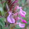 Fotografia 11 da espécie Teucrium chamaedrys do Jardim Botânico UTAD