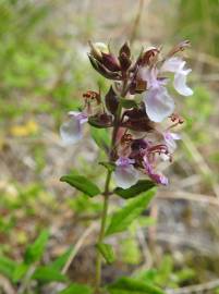 Fotografia da espécie Teucrium chamaedrys