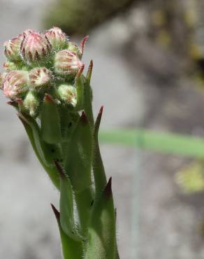 Fotografia 17 da espécie Sempervivum tectorum no Jardim Botânico UTAD