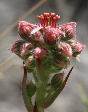 Fotografia 18 da espécie Sempervivum tectorum no Jardim Botânico UTAD