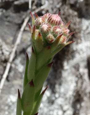 Fotografia 19 da espécie Sempervivum tectorum no Jardim Botânico UTAD