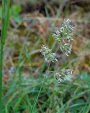 Fotografia da espécie Dactylis glomerata