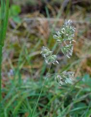 Dactylis glomerata subesp. glomerata