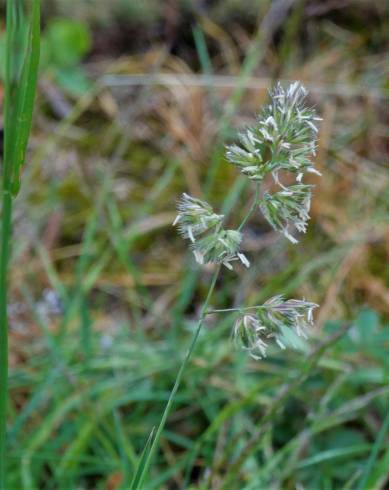 Fotografia de capa Dactylis glomerata subesp. glomerata - do Jardim Botânico