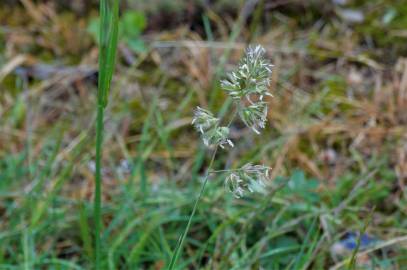 Fotografia da espécie Dactylis glomerata subesp. glomerata