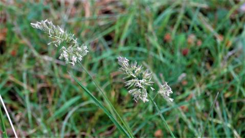 Fotografia da espécie Dactylis glomerata subesp. glomerata