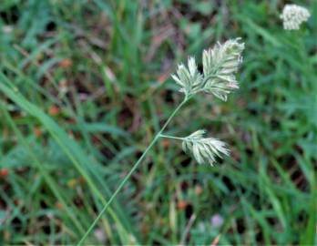 Fotografia da espécie Dactylis glomerata subesp. glomerata