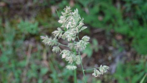 Fotografia da espécie Dactylis glomerata subesp. glomerata