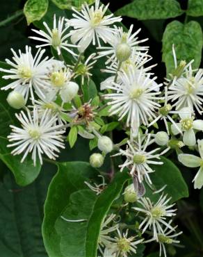 Fotografia 16 da espécie Clematis vitalba no Jardim Botânico UTAD