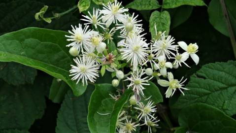 Fotografia da espécie Clematis vitalba