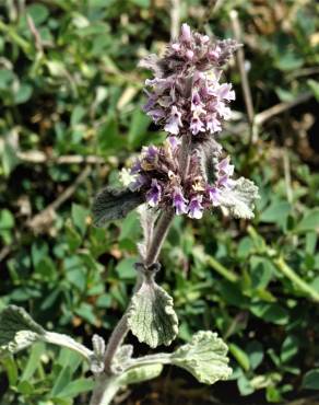 Fotografia 18 da espécie Marrubium vulgare no Jardim Botânico UTAD