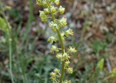 Fotografia da espécie Reseda lutea subesp. lutea