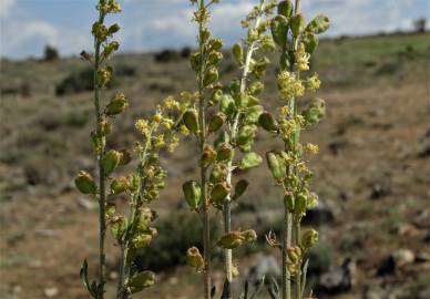 Fotografia da espécie Reseda lutea subesp. lutea