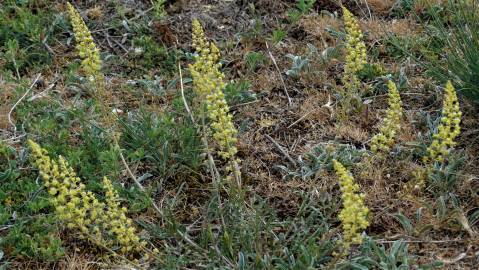 Fotografia da espécie Reseda lutea subesp. lutea