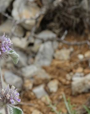 Fotografia 19 da espécie Marrubium vulgare no Jardim Botânico UTAD