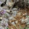 Fotografia 19 da espécie Marrubium vulgare do Jardim Botânico UTAD