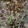 Fotografia 20 da espécie Marrubium vulgare do Jardim Botânico UTAD