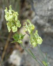 Fotografia da espécie Sideritis incana