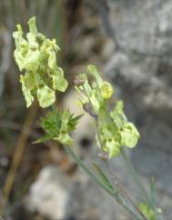 Sideritis incana