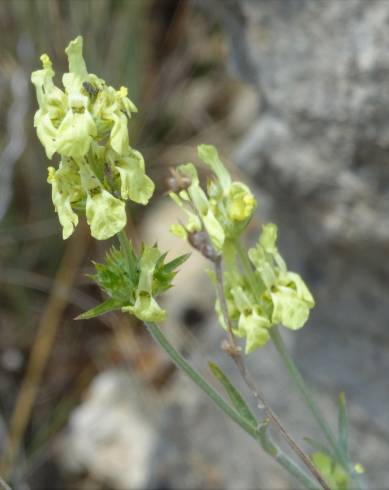 Fotografia de capa Sideritis incana - do Jardim Botânico