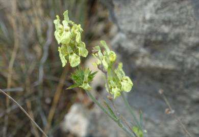 Fotografia da espécie Sideritis incana