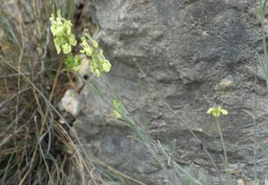 Fotografia da espécie Sideritis incana