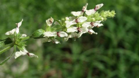 Fotografia da espécie Sideritis incana