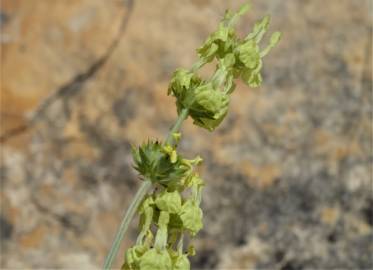 Fotografia da espécie Sideritis incana