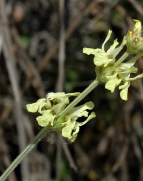 Fotografia 5 da espécie Sideritis incana no Jardim Botânico UTAD