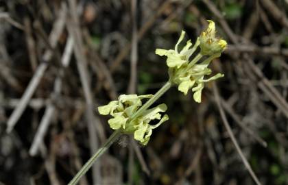 Fotografia da espécie Sideritis incana