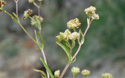 Fotografia da espécie Valerianella coronata