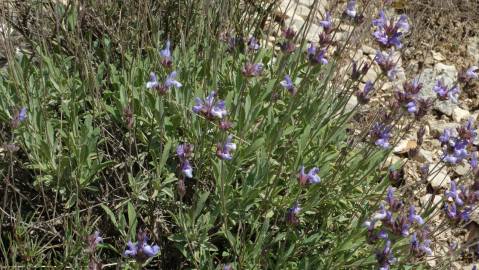 Fotografia da espécie Salvia lavandulifolia subesp. lavandulifolia