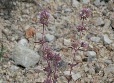 Fotografia da espécie Thymus mastichina