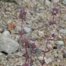 Fotografia 12 da espécie Thymus mastichina do Jardim Botânico UTAD